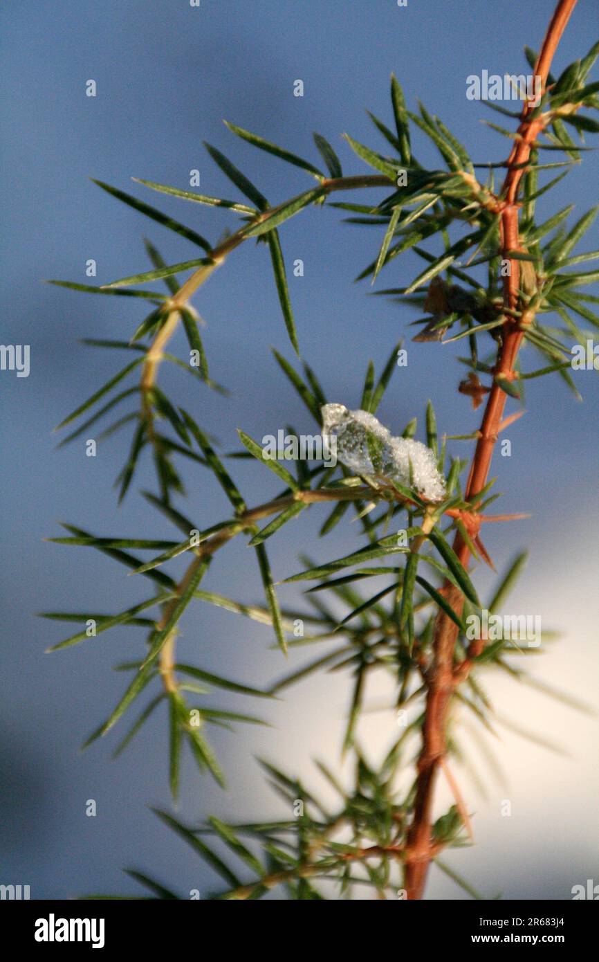Nahaufnahme einer kleinen Pflanze mit weißen Schneeflocken und einem unscharfen natürlichen Hintergrund Stockfoto