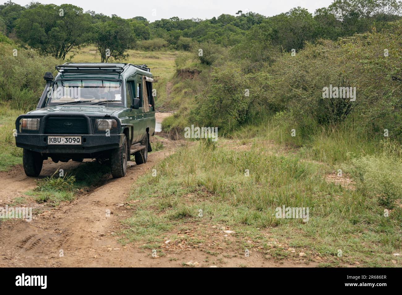 Kenia, Afrika - 10. März 2023: Toyota Land Cruiser durchquert raue, unbefestigte Straßen auf Safari im Masaai Mara Reserve Stockfoto