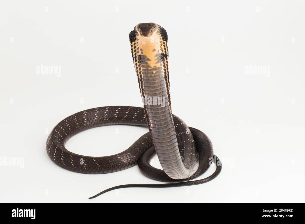 King Cobra Snake (Ophiophagus hannah), eine giftige Schlange aus Südasien, isoliert auf weißem Hintergrund Stockfoto