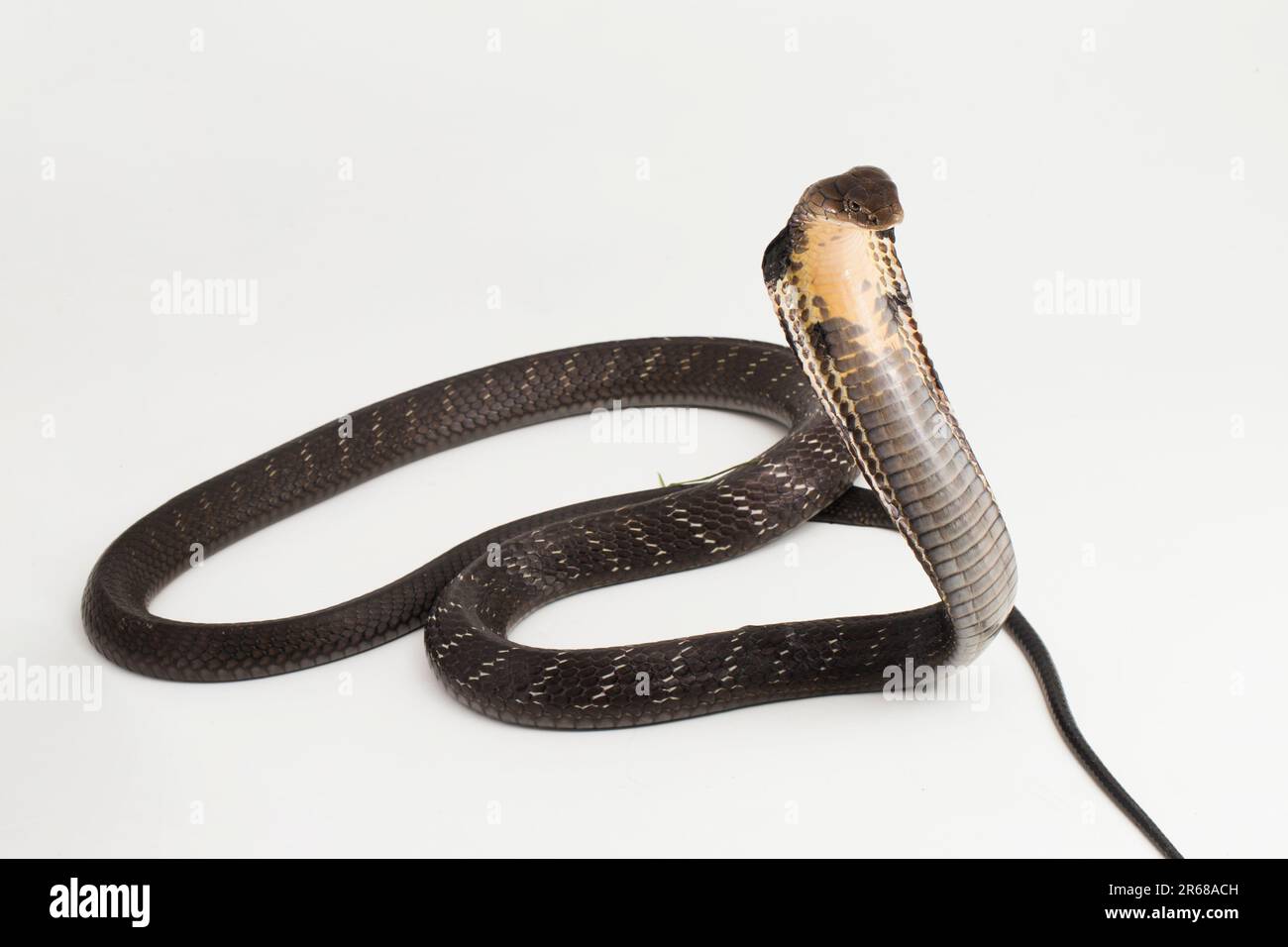 King Cobra Snake (Ophiophagus hannah), eine giftige Schlange aus Südasien, isoliert auf weißem Hintergrund Stockfoto
