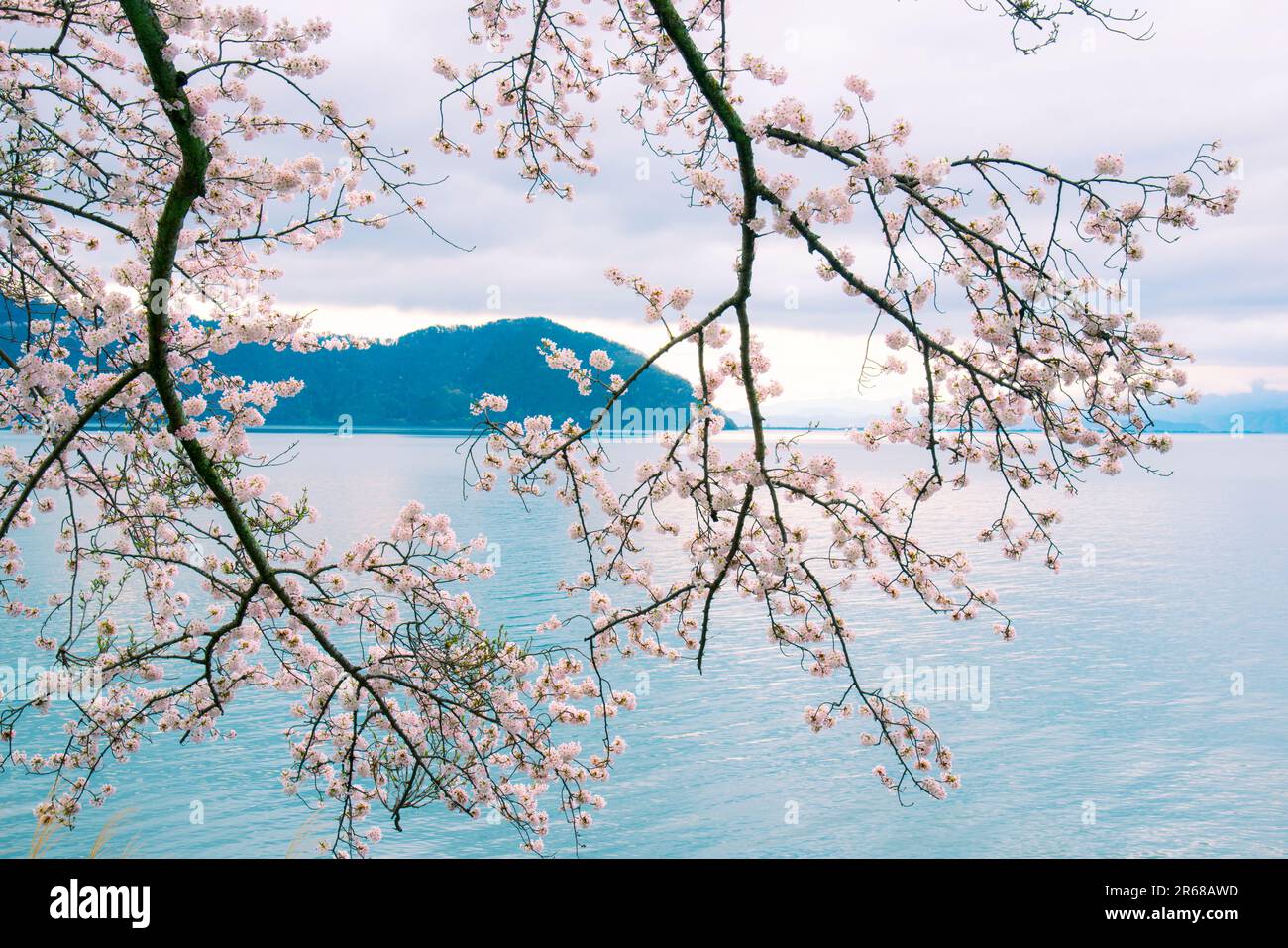 Kirschblüten und Katsurago Ozaki am Biwa Kaizu-Osaki See Stockfoto