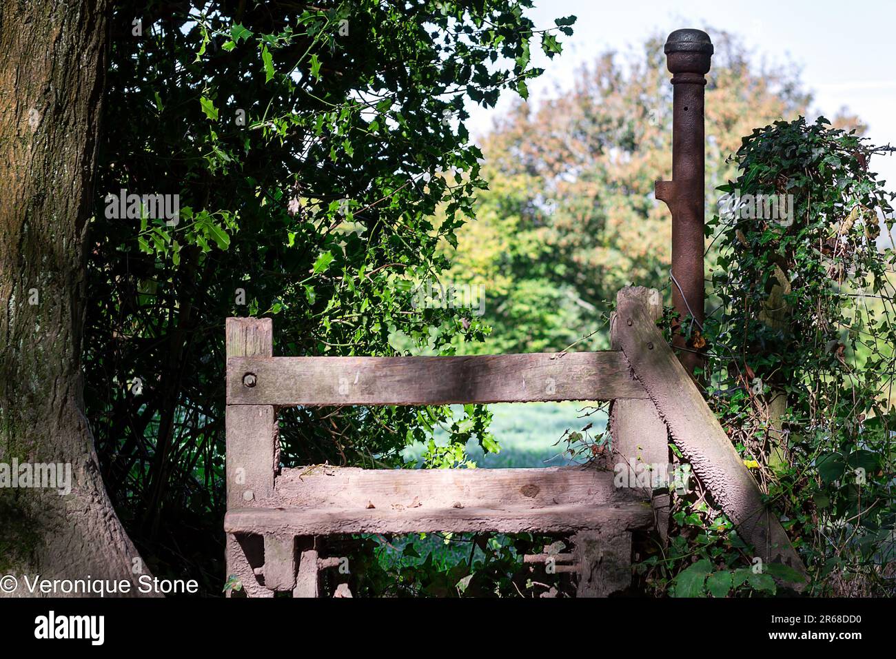 In Wealden, Südostengland, im Herbst in einer Hecke Stockfoto