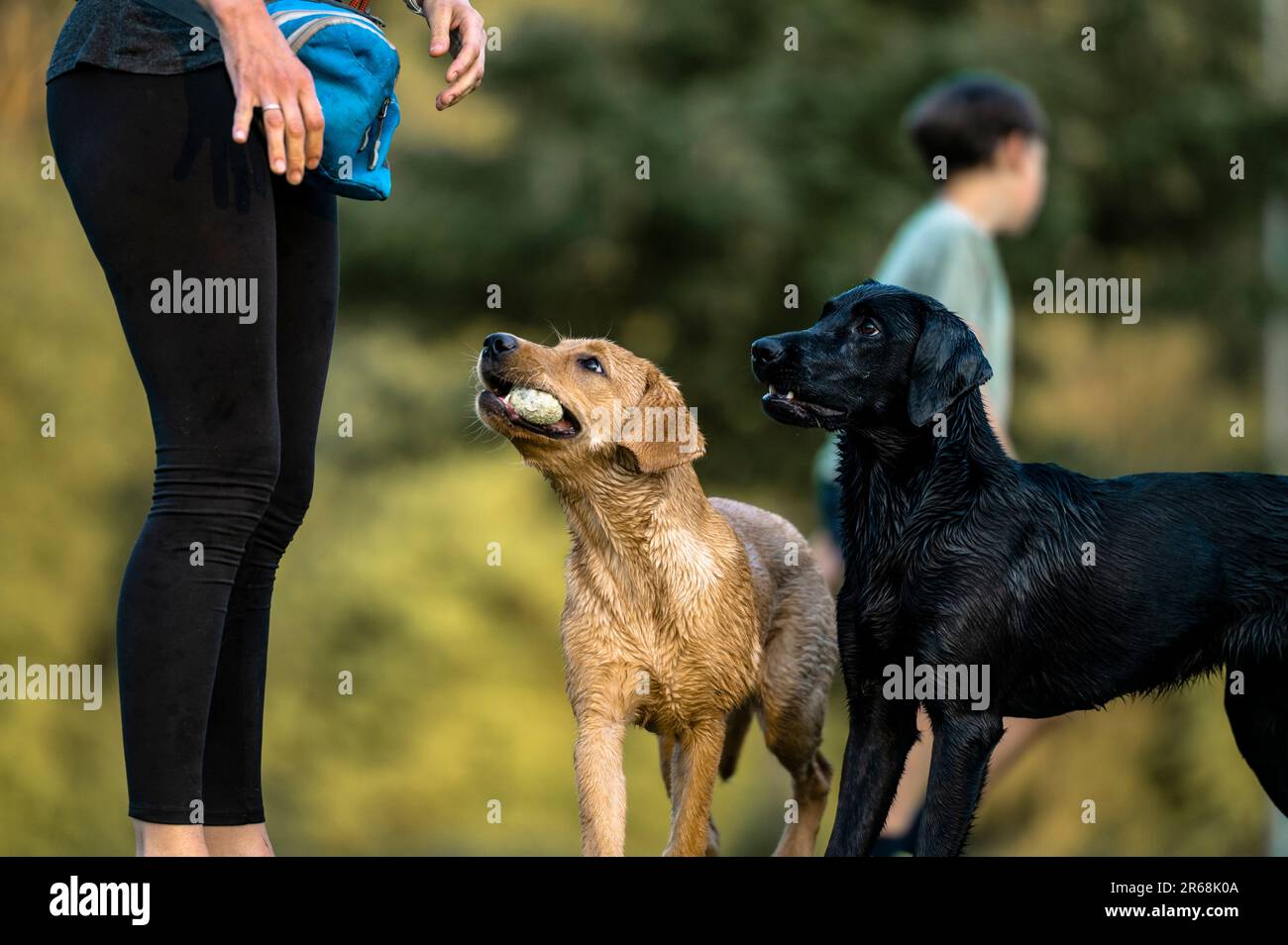 Golden labrador Retriever Welpe mit einem Ball im Mund, der mit ihrem Besitzer und ihrer Schwester spielt. Stockfoto