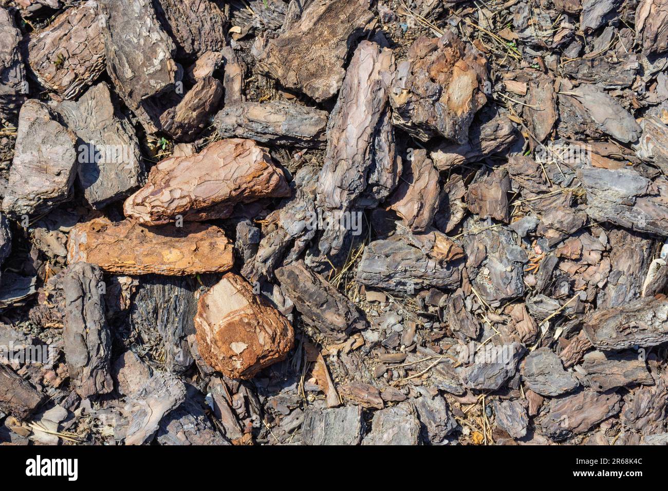 Natürliche Textur der Holzrinde, Mulch vom Hintergrund einer Nahaufnahme der Kiefernrinde. Stockfoto
