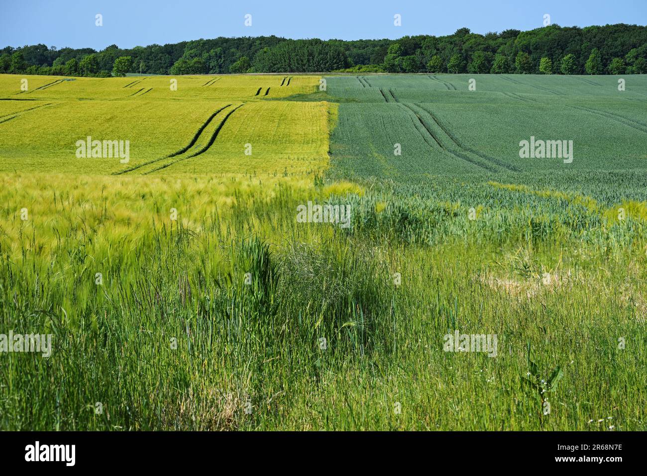 Leichtes Gerstenfeld und dunkles Roggenfeld nebeneinander, Fruchtbarkeit kann die Bodenfruchtbarkeit erhalten, Landschafts- und Landwirtschaftskonzept, Kopierraum usw. Stockfoto