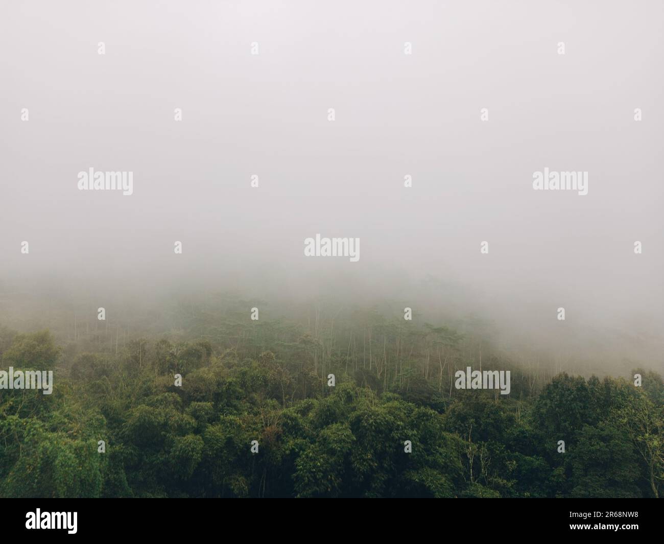 Nebeliger Wald mit hohen, grünen Bäumen und grauem Himmel. Ein Gebirgszug ist teilweise durch Nebel verdeckt. Stockfoto