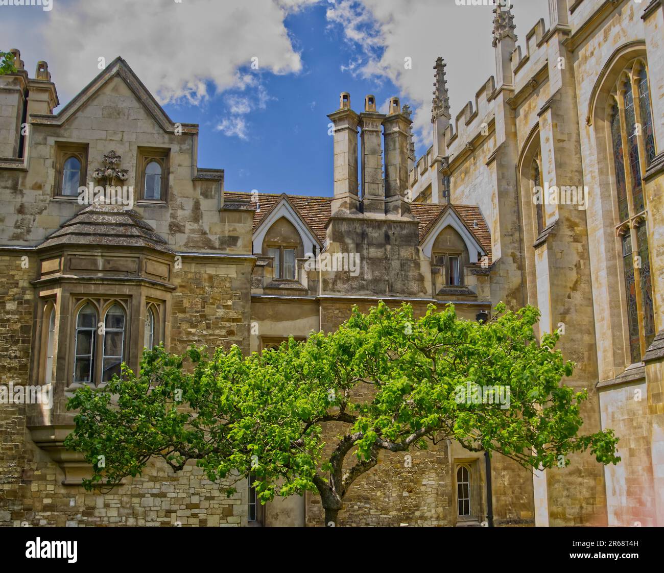 The Flower of Kent Apple Tree, auch bekannt als Newton's Apple Tree, trinity College, Cambridge Stockfoto