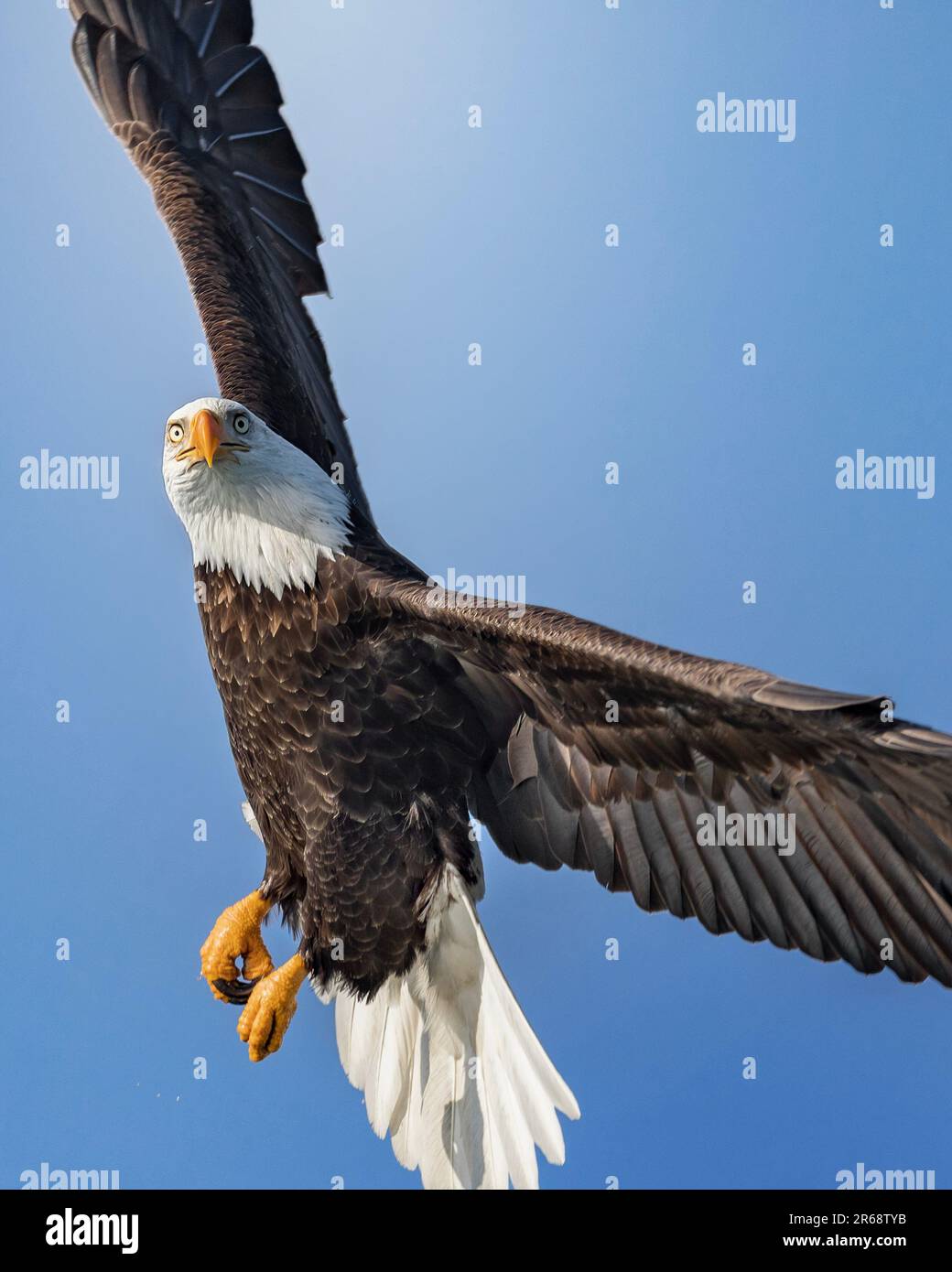 Aus nächster Nähe sehen Sie einen Weißkopfadler, der im blauen Himmel über der Katchemak-Bucht in Alaska fliegt Stockfoto