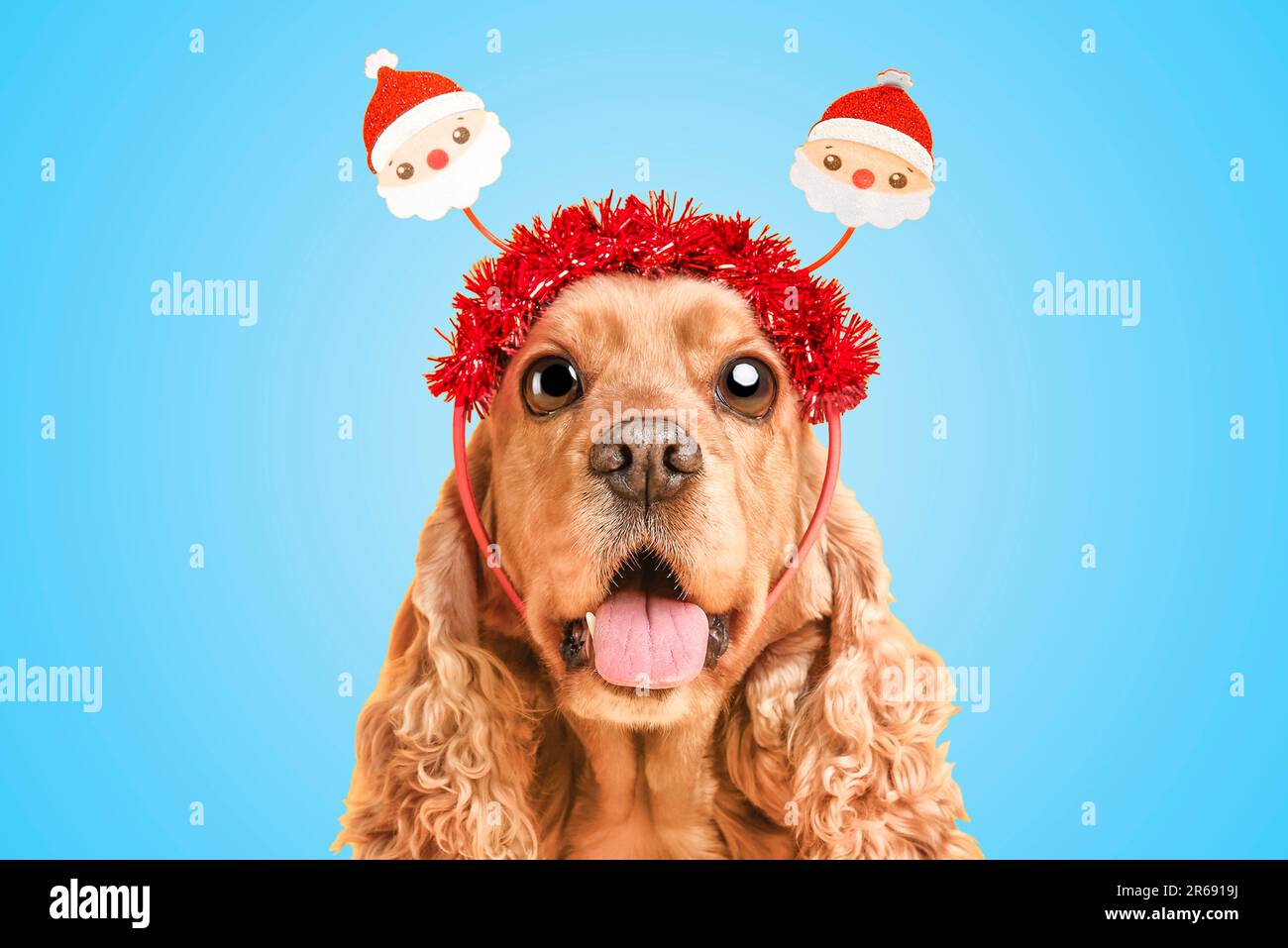 Süßer überraschter Cocker Spaniel Hund mit großen Augen auf hellblauem Hintergrund Stockfoto