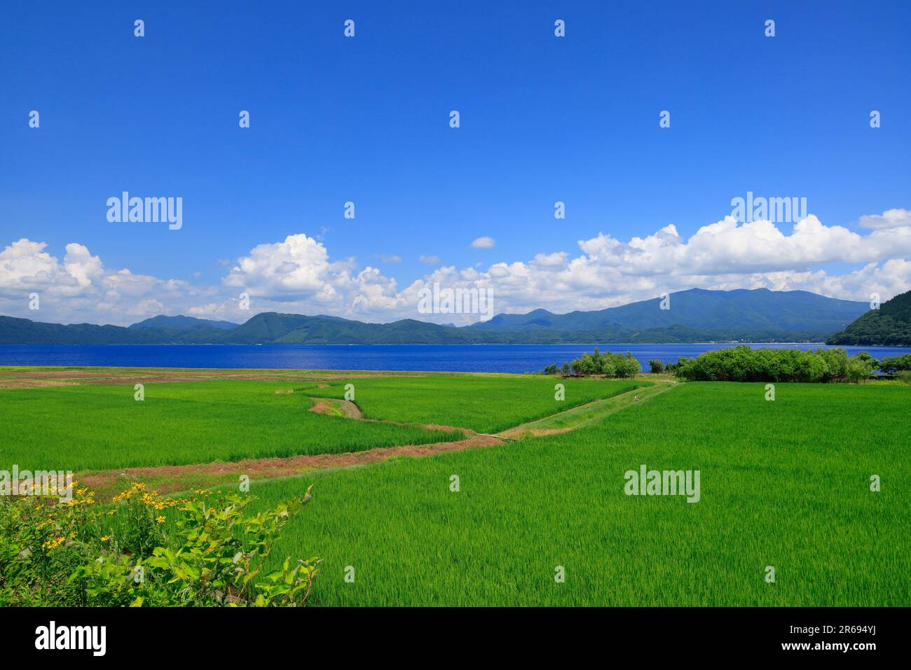 Tazawa-See und Reisfelder Stockfoto