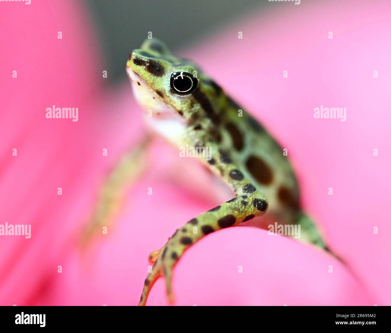 Karlsruhe, Deutschland. 07. Juni 2023. Im Karlsruhe Zoo wird eine lebendige, stumpfe Kröte (Atelopus balios) aus Rio Pescado ausgestellt. Es ist eine der am stärksten vom Aussterben bedrohten Amphibienarten der Welt und wird in Zukunft im Zoo ausgestellt werden. Laut dem Zoo hat noch kein anderer Zoo in Europa diese bunten Tiere gesehen, die nur drei bis vier Zentimeter groß sind und ausschließlich im Südwesten Ecuadors zu finden sind. Kredit: Uli Deck/dpa/Alamy Live News Stockfoto