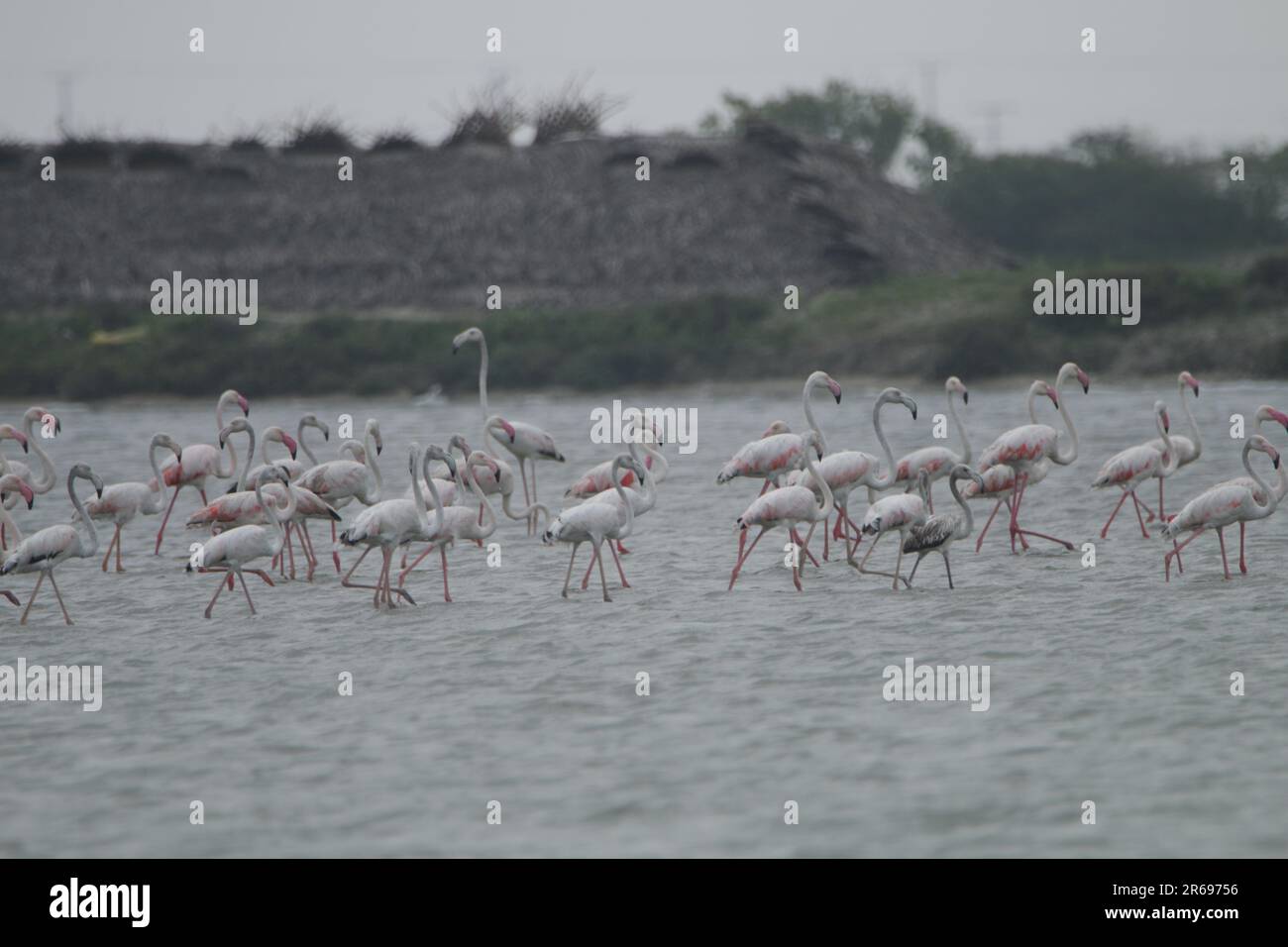 Sri Lanka Birds in the Wild, besuchen Sie Sri Lanka Stockfoto