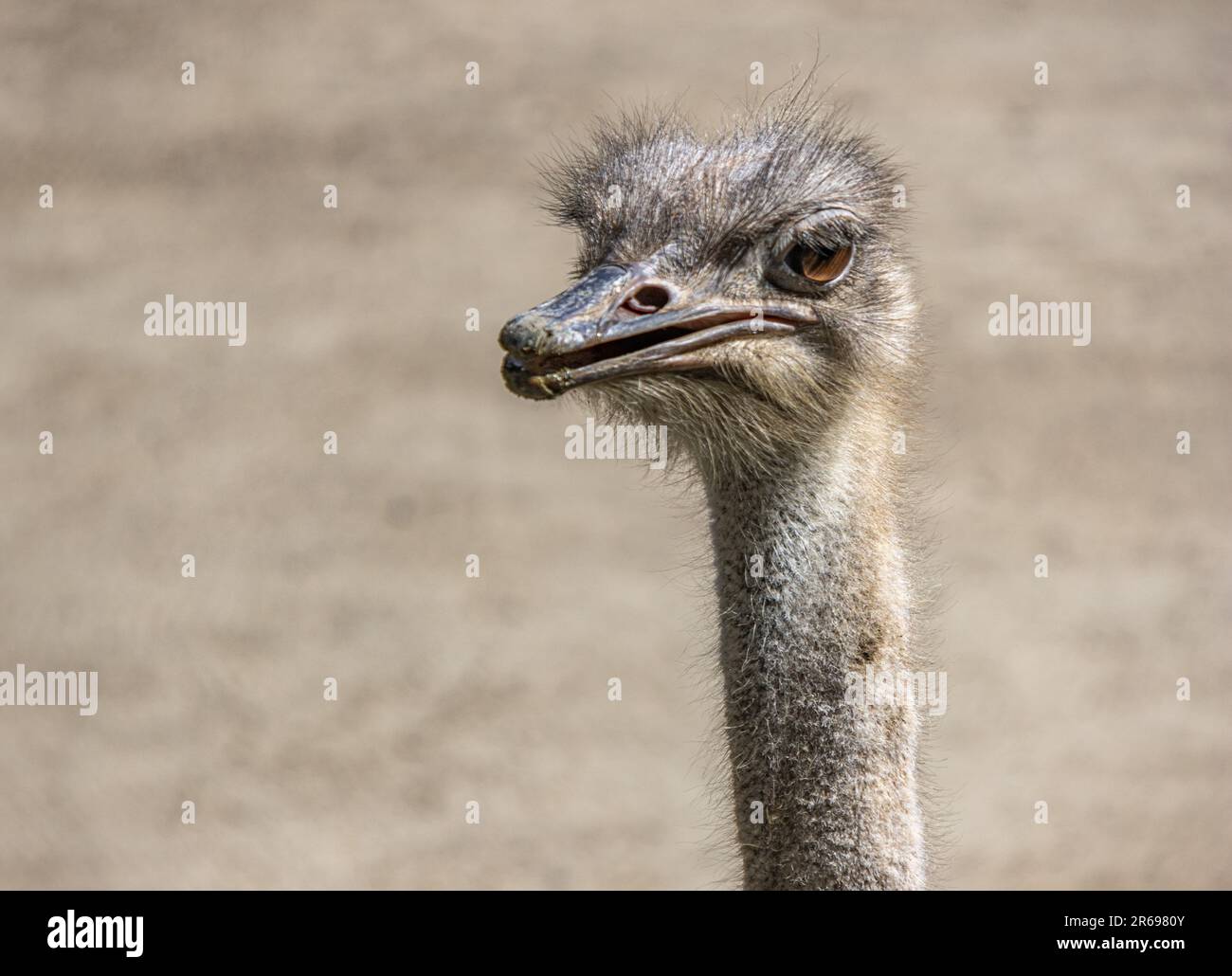 Nahaufnahme von Kopf und Hals des Straußes Stockfoto