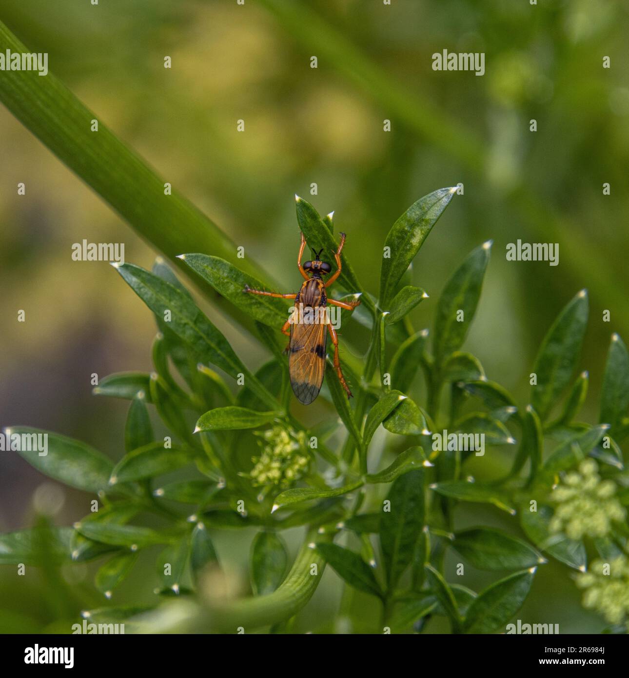 Orangefarbenes Insekt auf Pflanzen Stockfoto