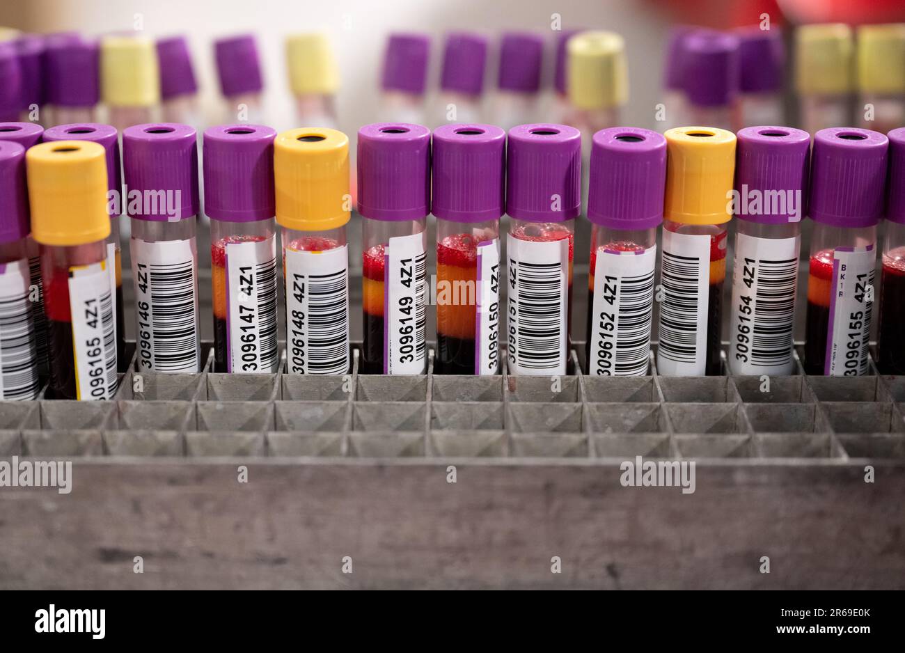 München, International. 07. Juni 2023. Reagenzgläser mit Blutproben für Labortests stehen auf einem Tisch im bayerischen Blutspendedienst des Roten Kreuzes. Weltblutspendertag am 14. Juni 2023 werden freiwillige Spender geehrt, die kostenlos Blut spenden und damit das Leben anderer retten. Kredit: Sven Hoppe/dpa/Alamy Live News Stockfoto
