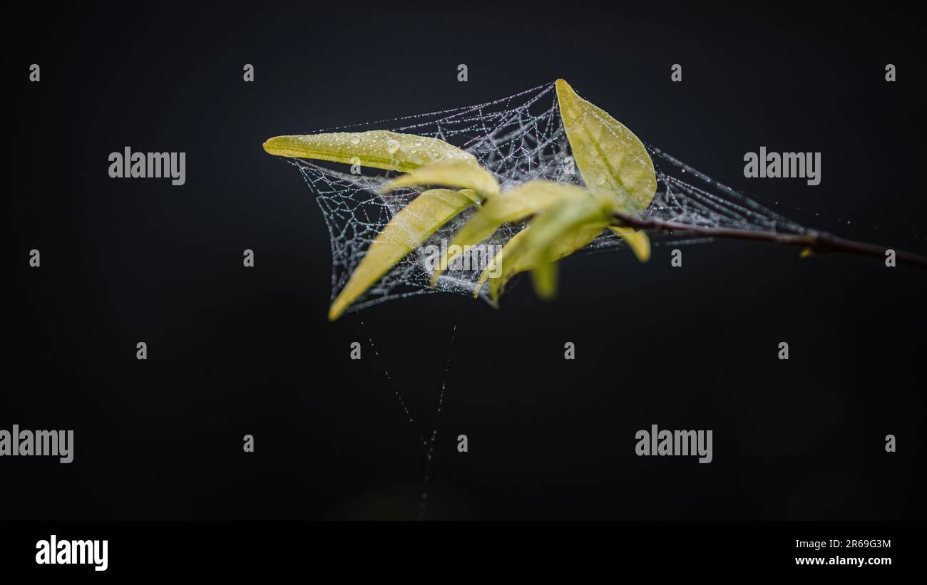 Nahaufnahme Spinnennetz mit leuchtenden Tautropfen bedeckte grüne Blätter mit schwarzem Hintergrund und Bokeh, selektiver Fokus. Stockfoto