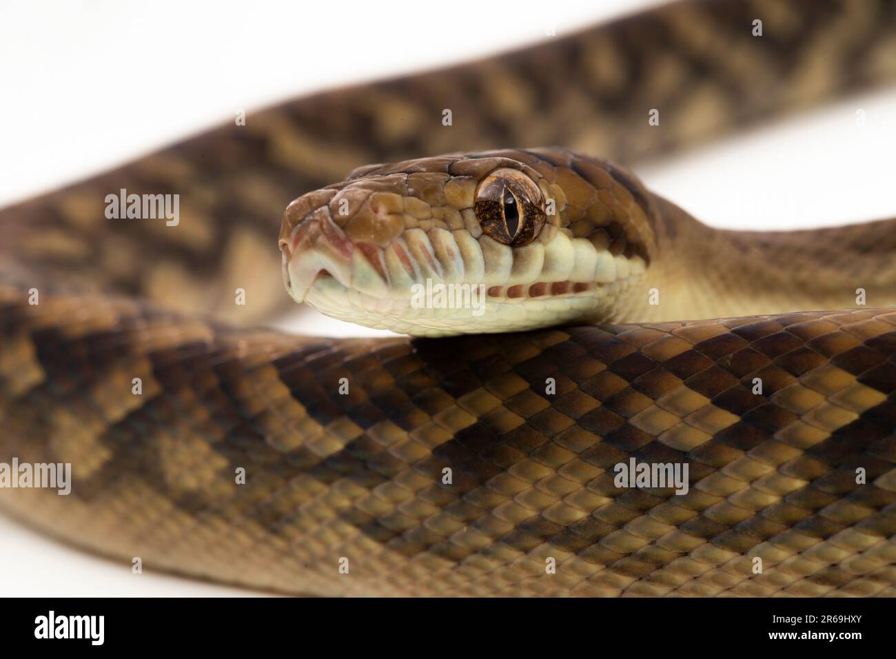 Die Scrub Python (Morelia amethistina)-Amethystin Python-Schlange isoliert auf weißem Hintergrund Stockfoto