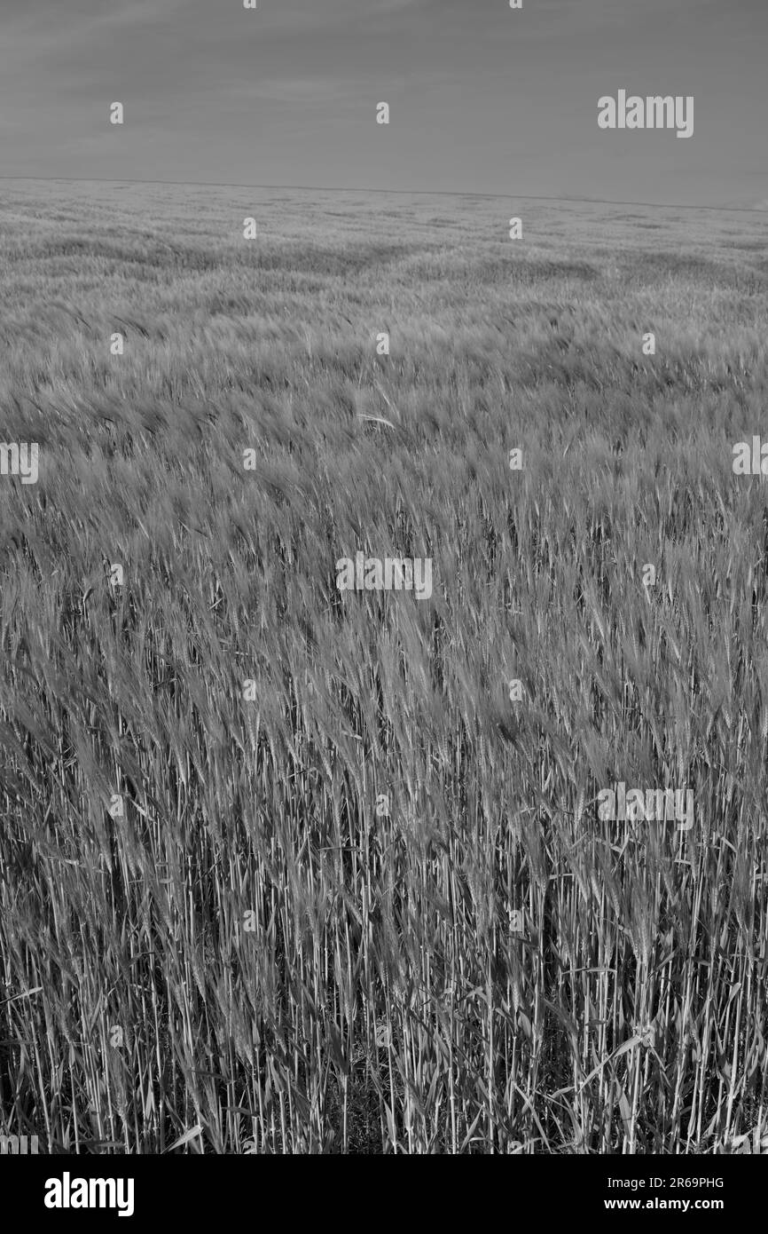 Weizenohren im Wind auf einem landwirtschaftlichen Feld im Mostviertel Niederösterreich bei Amstetten Stockfoto