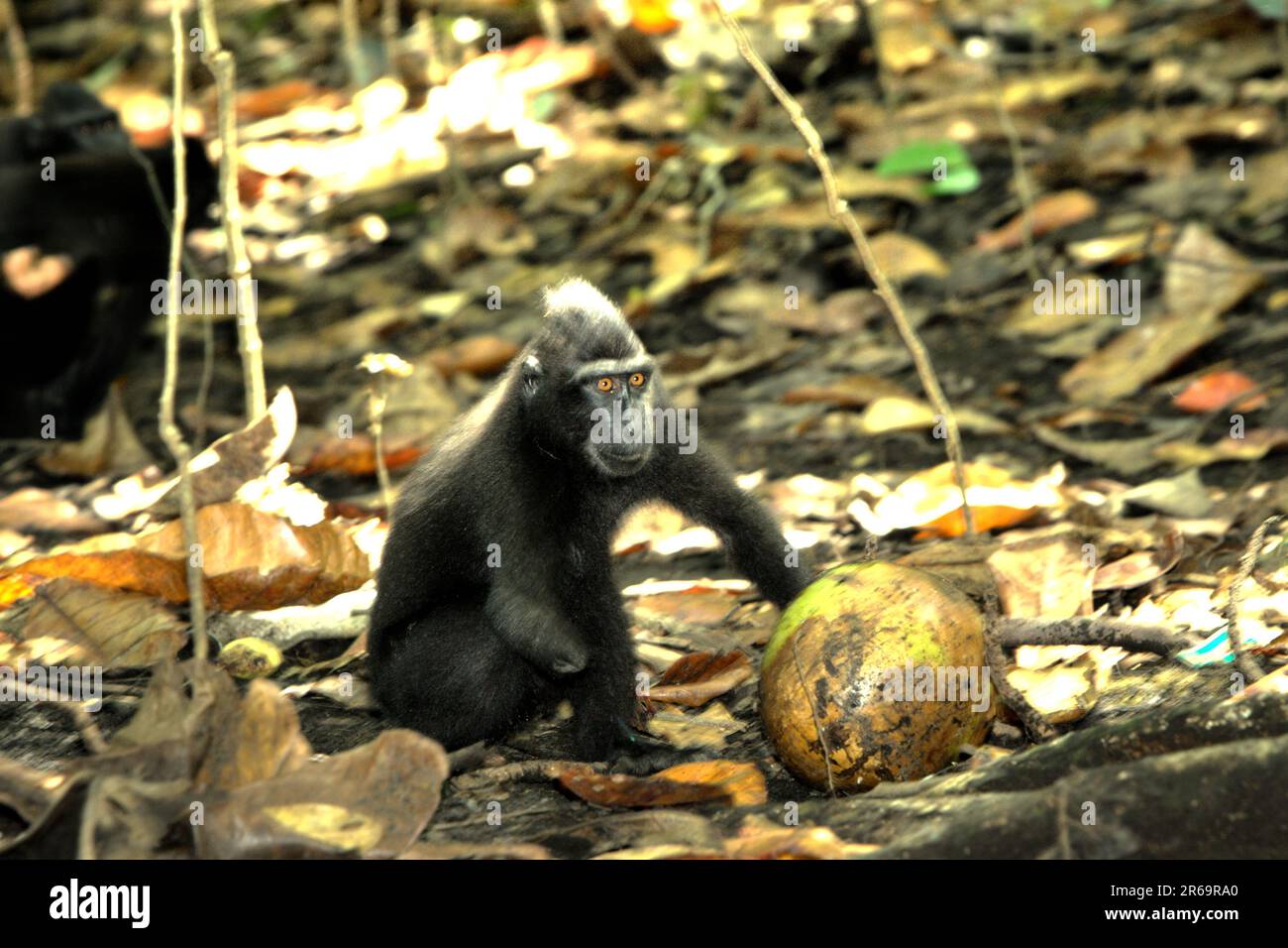Eine Sulawesi-Schwarzkammmakake (Macaca nigra) berührt eine gefallene Kokosnussfrucht während einer Futteraktivität in der Nähe eines Strands im Tangkoko-Wald, Nord-Sulawesi, Indonesien. Die Wissenschaftler nannten ihn Kacang, und der junge Makake verlor seine rechte Hand durch eine Wildererfalle. In Gebieten, in denen Primaten bedroht sind, sind Maßnahmen zur Umwelterziehung ein Schlüsselinstrument, um die Kenntnisse der lokalen Bevölkerung über ihre Umwelt zu verbessern und positive Einstellungen und Gewohnheiten zu fördern, um die Umwelt und die Tierwelt auf lokaler und globaler Ebene zu erhalten, so Primaten-Wissenschaftler. Stockfoto