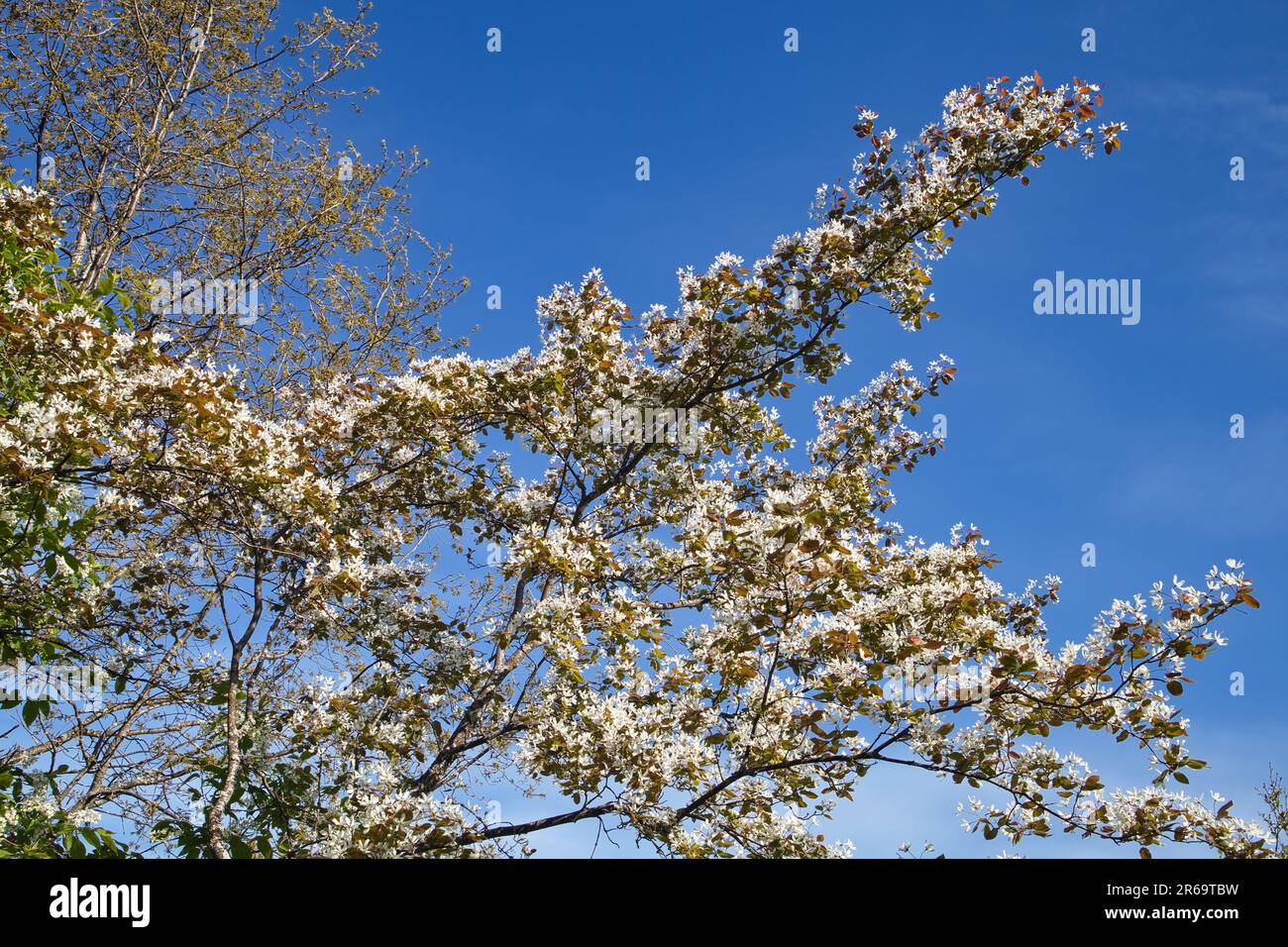 Glatte Teebeere, Amelanchier Lavisblüten Stockfoto