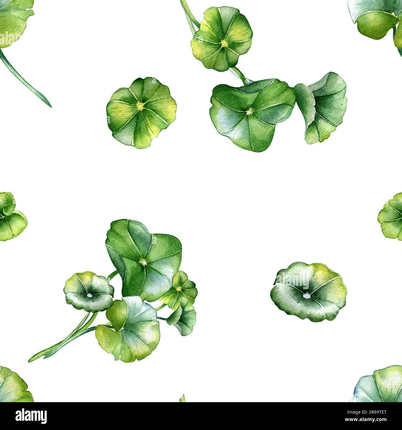 Centella asiatica, Geranium, wasserfarbenes nahtloses Muster, isoliert auf Weiß. Pennywort, gotu-Cola, abgerundete Blätter, handgezeichnete Kräuterpflanzen. Design für Stockfoto