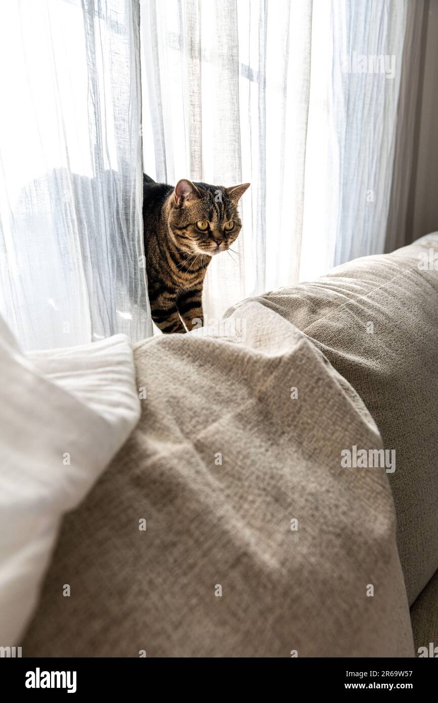 Katze, die sich an einem sonnigen Tag durch weiße Vorhänge aus dem Fenster schleicht Stockfoto