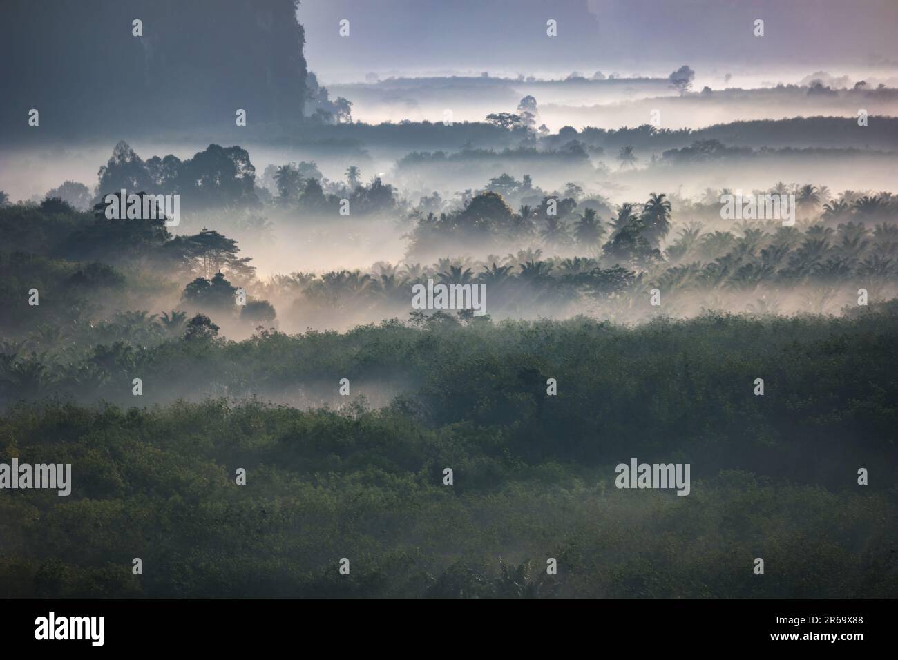Moody Mountain Forest Naturlandschaft mit Nebel und Nebel Stockfoto