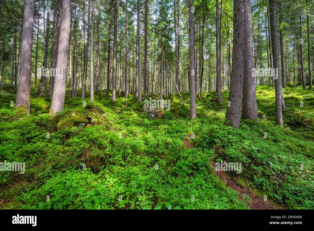 Wildnis Landschaft Pinienwald mit grünem Moos an Land Stockfoto