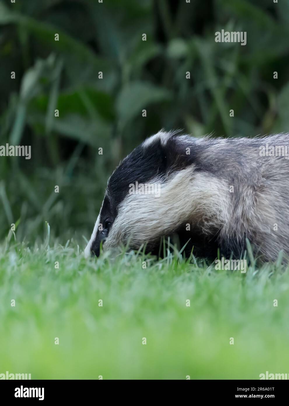 Nahaufnahme eines wilden erwachsenen Badgers (Meles meles), Warwickshire Stockfoto