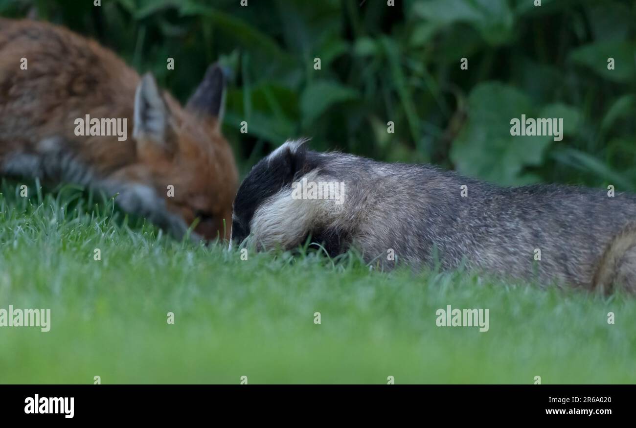 Eine wilde Red Fox (Vulpes vulpes) & Dachs (Meles meles) Nahrungssuche am späten Abend, Warwickshire Stockfoto