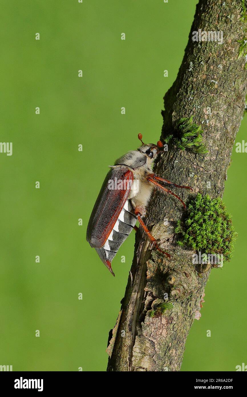 Maiskäfer, Feldhahnenkäfer (Melolontha melolontha), weiblich auf einem mit Moos bedeckten Ast, Wilden, Nordrhein-Westfalen, Deutschland Stockfoto