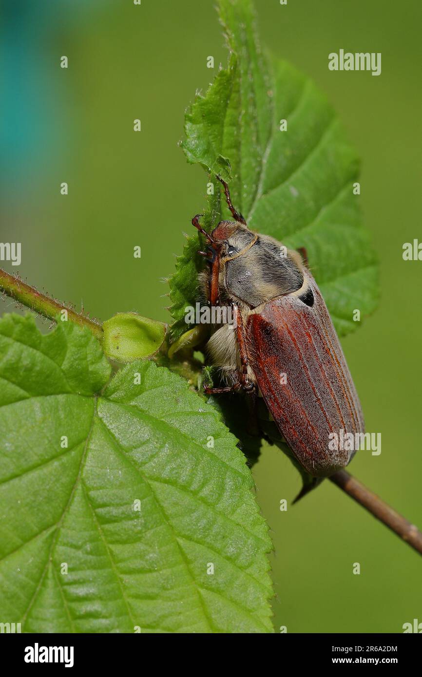 Maikäfer, Feldhahnenkäfer (Melolontha melolontha), weiblich auf einem Ast mit Blättern, Wilden, Nordrhein-Westfalen, Deutschland Stockfoto