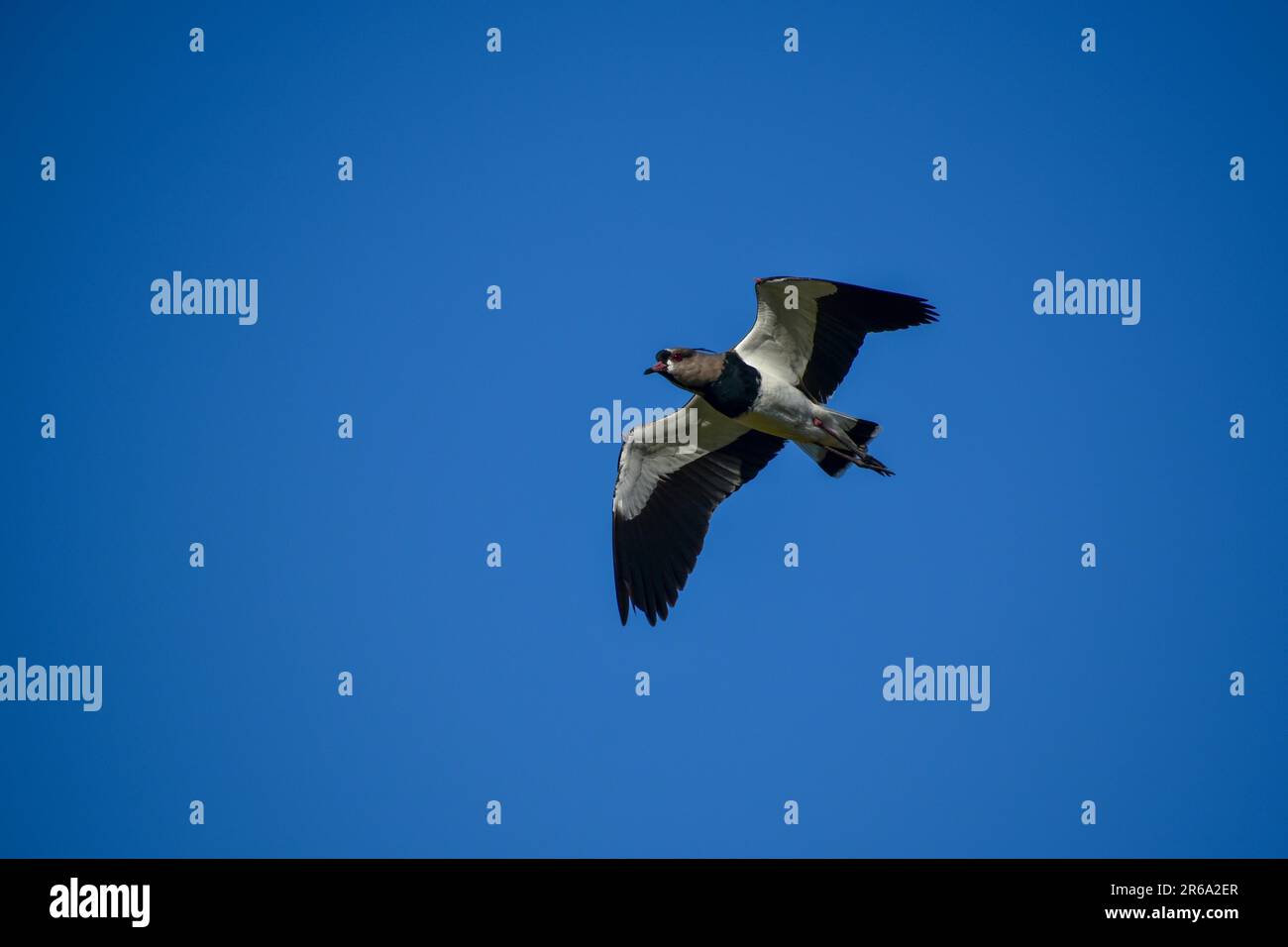 Einseitiger südlicher Lapwing (Vanellus chilensis) im Flug, Provinz Entre Rios, Argentinien, Argentinien Stockfoto