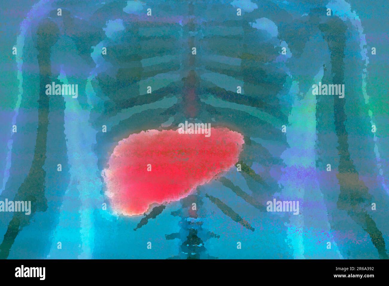 Leber das Organ ist für den Stoffwechsel verantwortlich Stockfoto