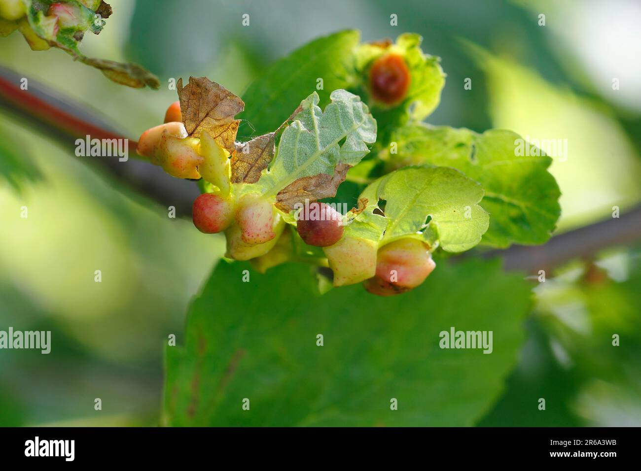 Ahorn (Acer) mit Gallen, Nordrhein-Westfalen, Deutschland Stockfoto