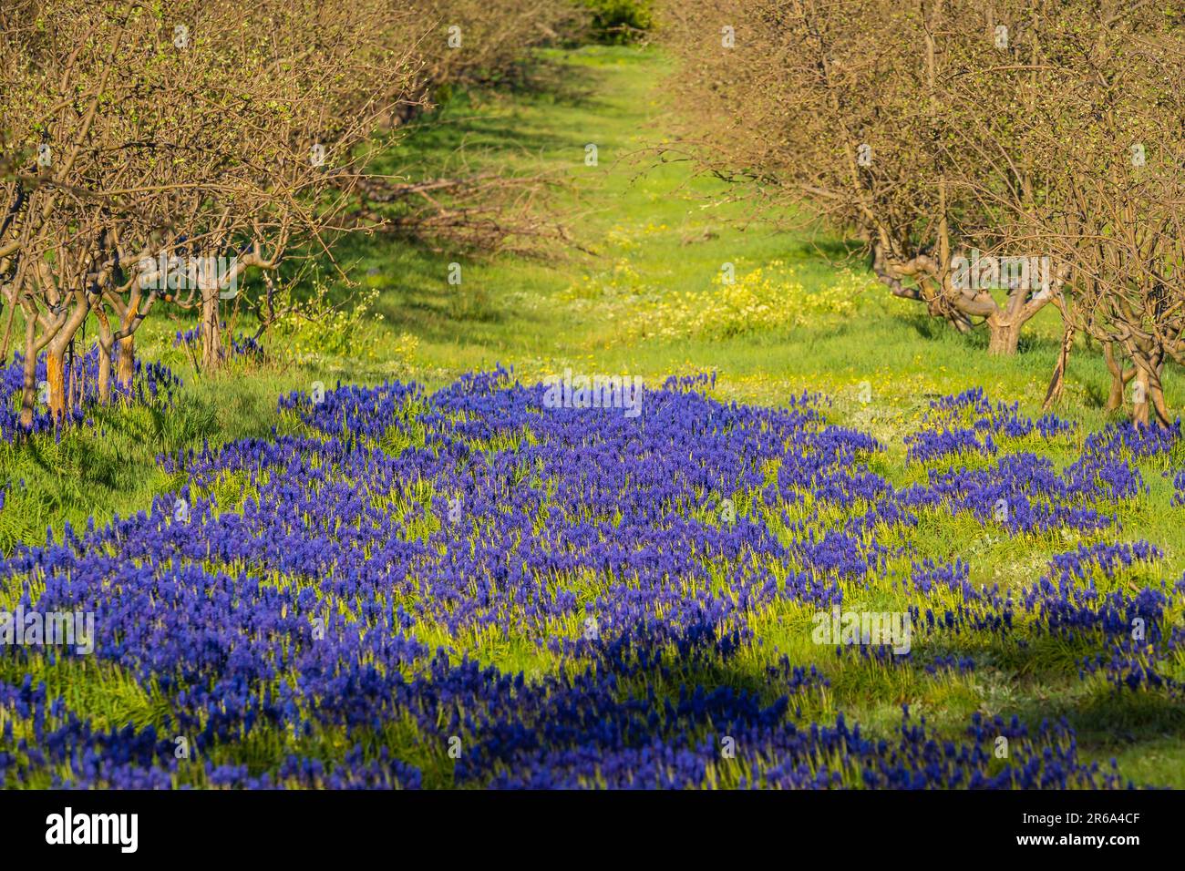Ein Stück lila Blumen zwischen den Reihen von Bäumen in einem Obstgarten in Harcourt im Zentrum von Victoria, Australien. Stockfoto