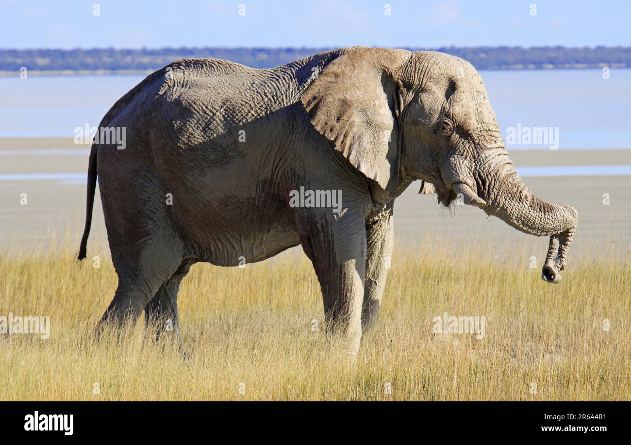 Afrikanischer Elefant, Etosha-Nationalpark, Namibia, afrikanischer Elefant, Etosha-Nationalpark, Namibia Stockfoto