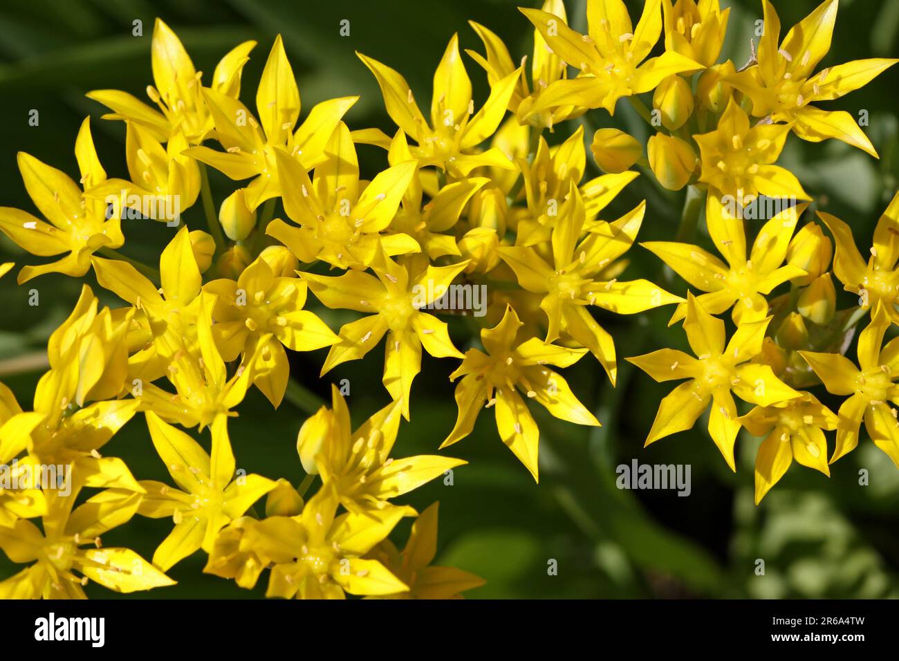 Goldlauch, Goldener Knoblauch (Allium moly) Stockfoto