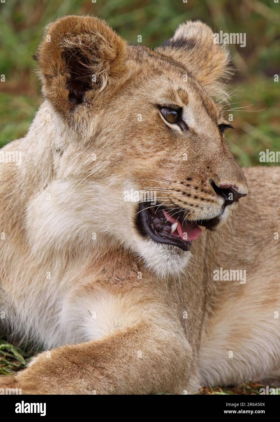 Junger Kalahari-L. Stockfoto