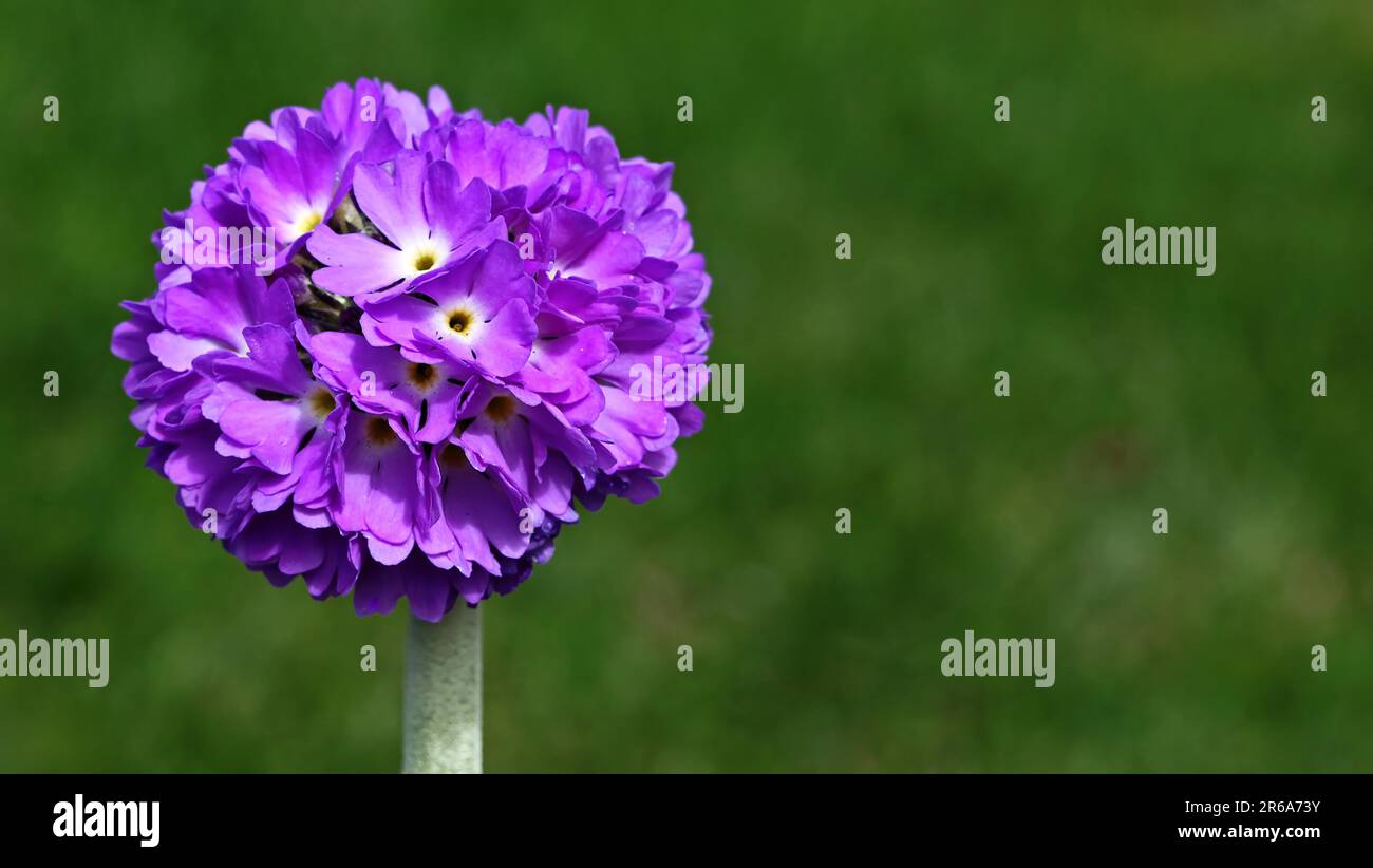 Kugel-Primel, primula, Drumstick Primrose (Primula denticulata), Himalaya Primrose Stockfoto