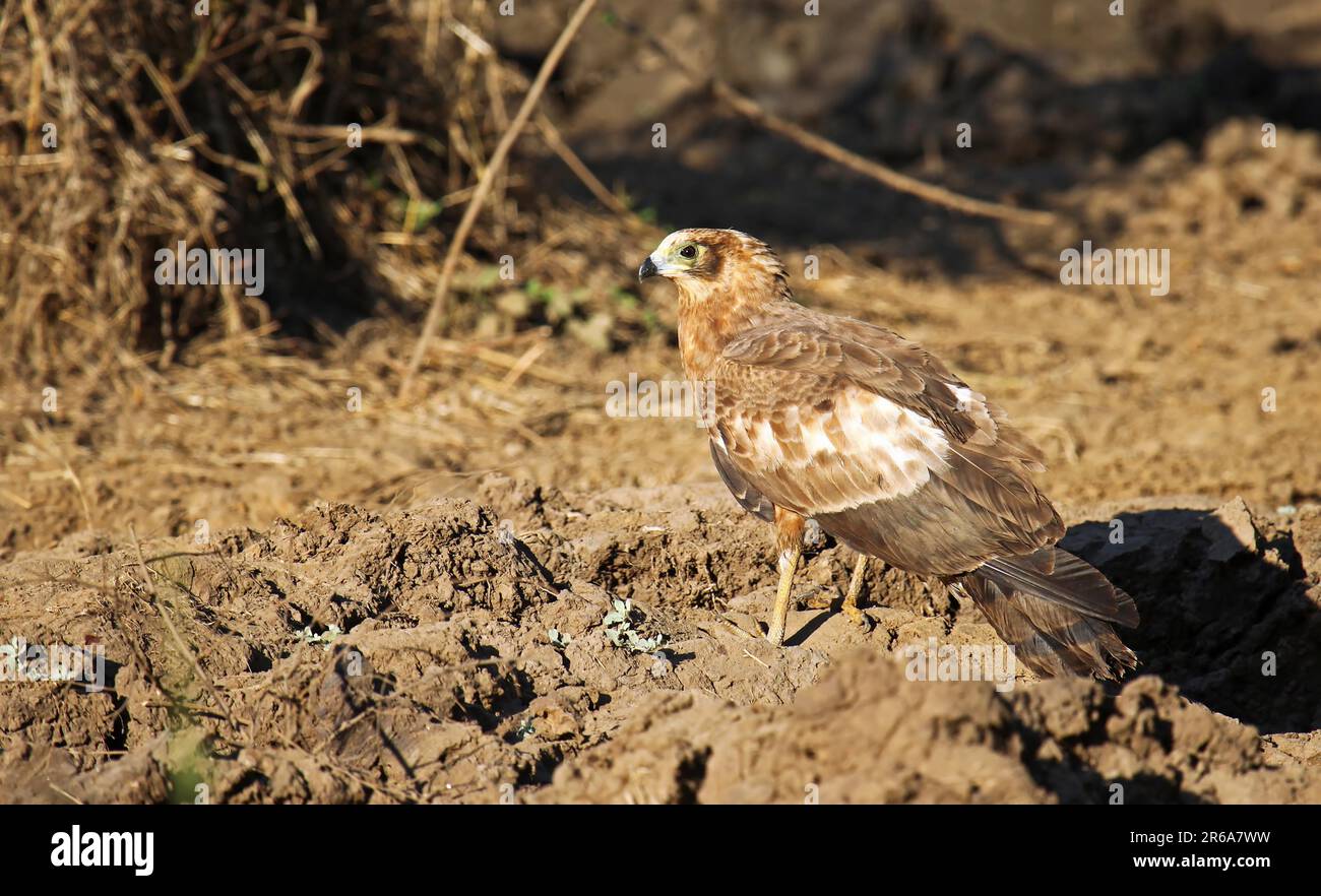 Der Junge Afrika Stockfoto