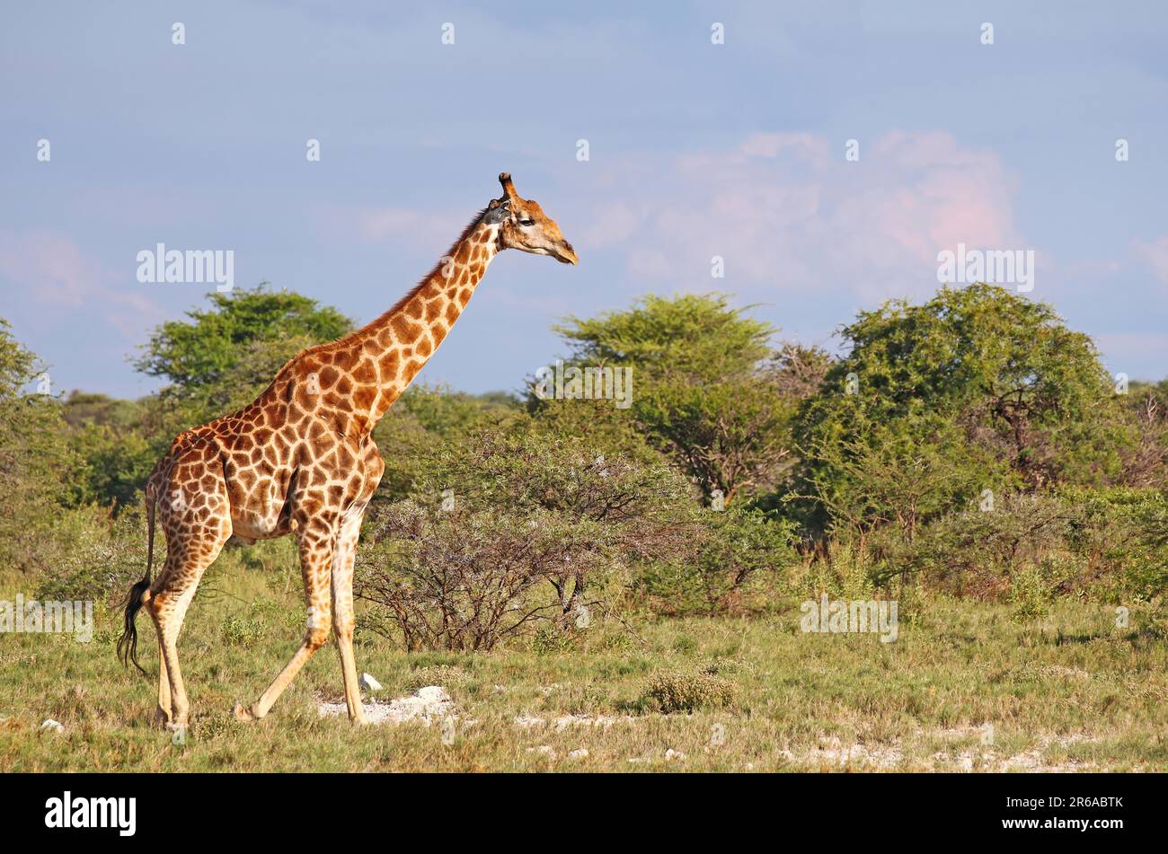 Giraffe (Giraffa camelopardalis), Etosha Park, Namibia Stockfoto