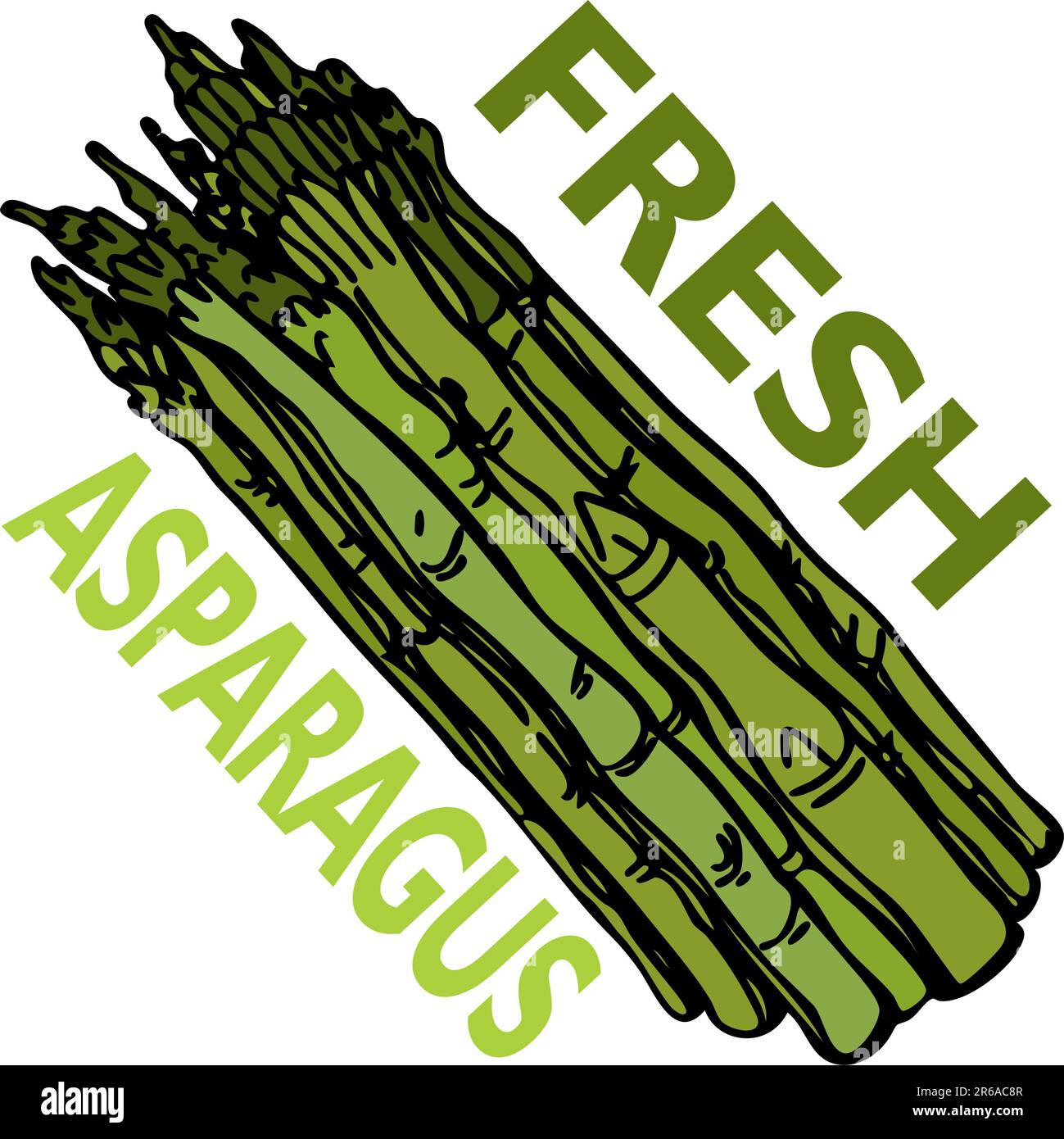 Ein Bild von frischem Spargel. Stock Vektor