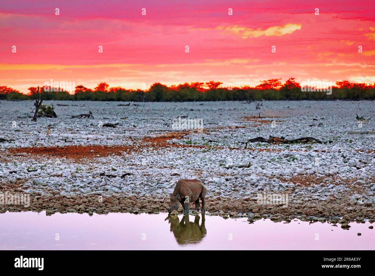 Schwarzes Nashorn (Diceros bicornis) mit Nachthimmel, Etosha-Nationalpark, Namibia Stockfoto