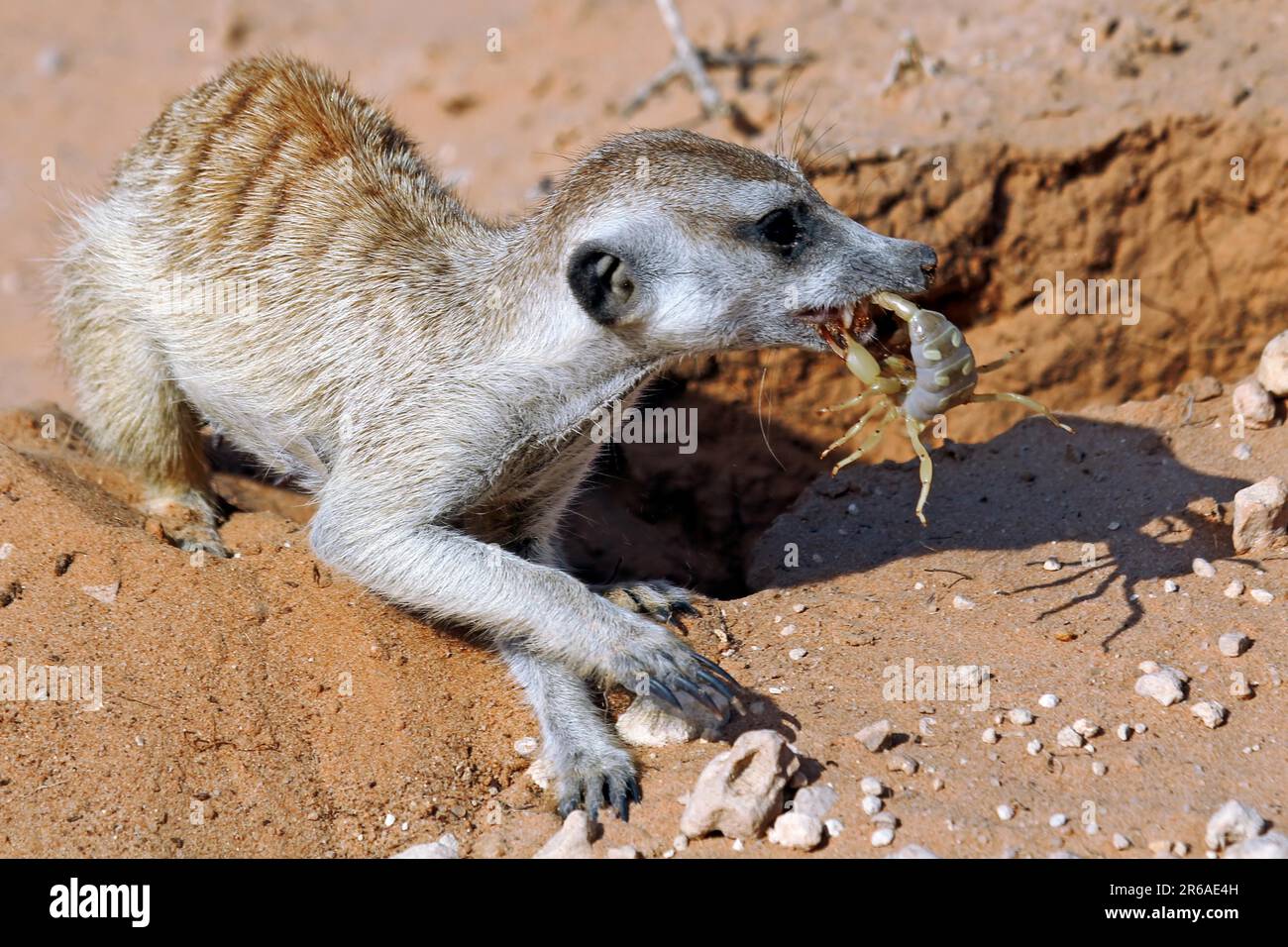 Meerkat (Suricata suricatta) isst einen Skorpion, Kgalagadi Transfrontier-Nationalpark, Südafrika Stockfoto