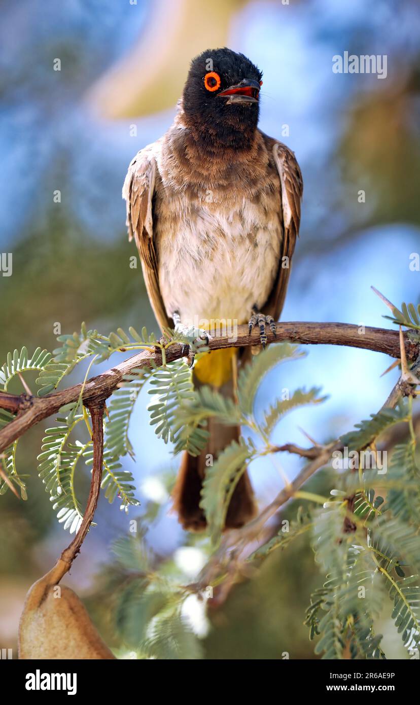 Afrikanischer rothäugiger Bulbul (Pycnonotus nigricans), Kgalagadi Transfrontier-Nationalpark, Südafrika Stockfoto