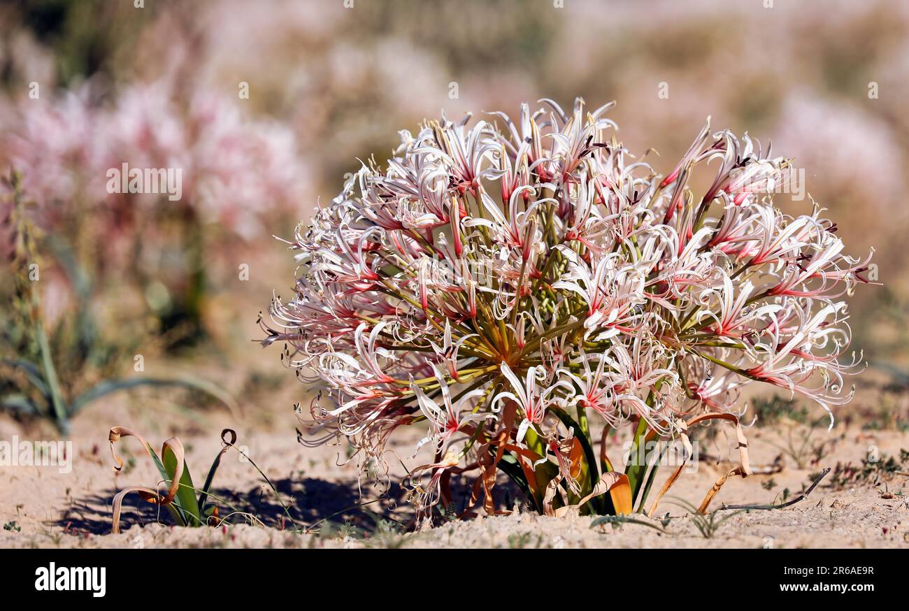 Vlei Lily, Kgalagadi Transfrontier-Nationalpark, Südafrika (nerina laticoma) Stockfoto