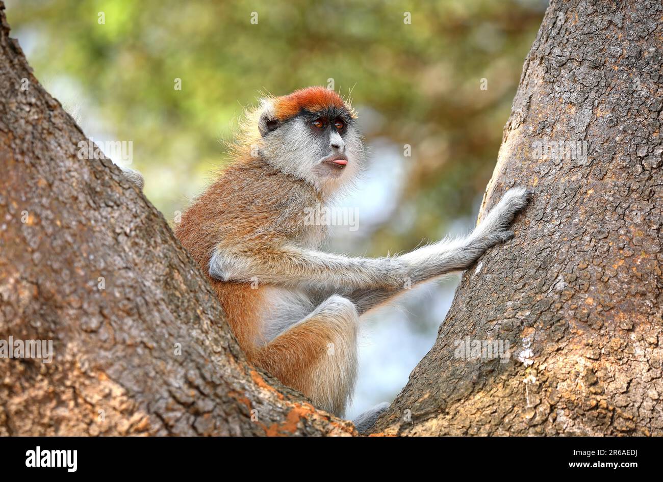 Patas Monkey (Erythrocebus patas pyrrhonotus), Murchison Falls Nationalpark Uganda Stockfoto