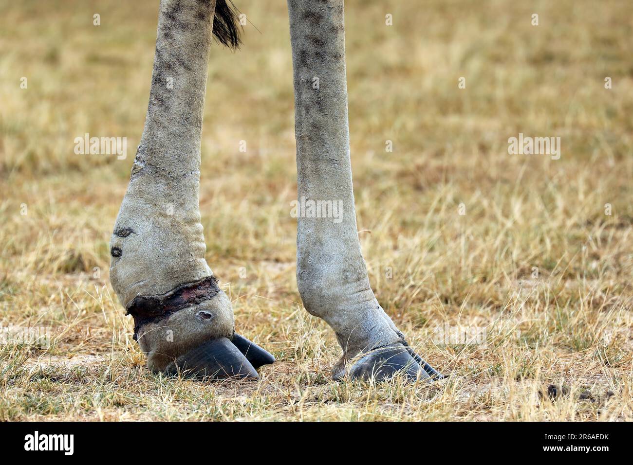 Wunde von einer Schlinge bei einer ugandischen Giraffe (Giraffa camelopardalis rothschildi), Murchison Falls Nationalpark Uganda Stockfoto