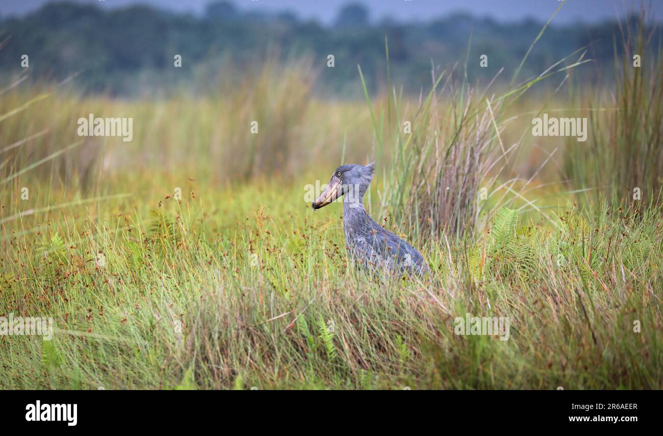 Schuhschnabel (Balaeniceps rex) im Mabamba-Sumpf am Victoria-See, Entebbe, Uganda Stockfoto